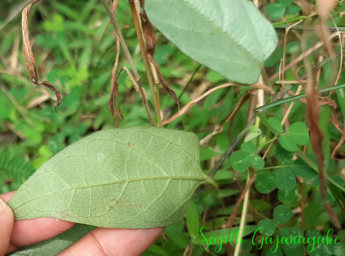 Aristolochia indica L.